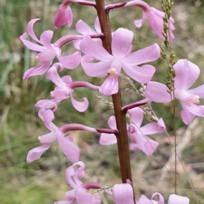 Dipodium roseum (Rosy Hyacinth Orchid) at Yass River, NSW - 6 Jan 2022 by SenexRugosus