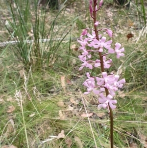 Dipodium roseum at Yass River, NSW - 6 Jan 2022