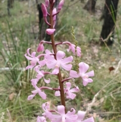 Dipodium roseum at Yass River, NSW - 6 Jan 2022