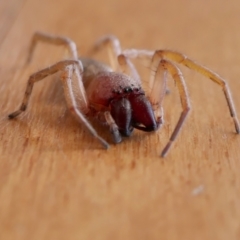 Clubiona sp. (genus) (Unidentified Stout Sac Spider) at Rugosa - 30 Dec 2021 by SenexRugosus