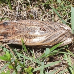 Endoxyla encalypti (Wattle Goat Moth) at Yass River, NSW - 1 Jan 2022 by SenexRugosus