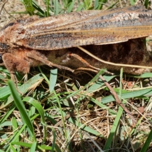 Endoxyla encalypti at Yass River, NSW - 1 Jan 2022