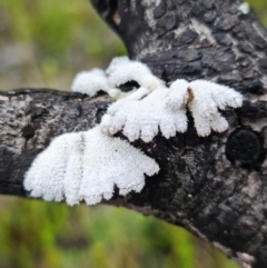Schizophyllum commune (Split Gill Fungus) at Jerrawangala, NSW - 6 Jan 2022 by RobG1