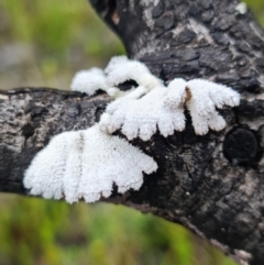 Schizophyllum commune at Jerrawangala, NSW - 6 Jan 2022 by RobG1