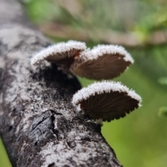 Schizophyllum commune at Jerrawangala, NSW - 6 Jan 2022 03:42 PM