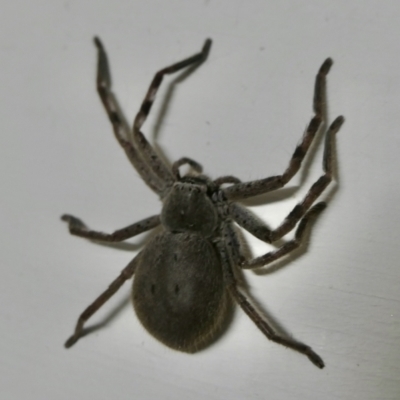 Isopedella pessleri (A huntsman spider) at Yass River, NSW - 11 Dec 2021 by SenexRugosus