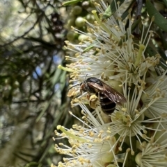 Lasioglossum (Chilalictus) bicingulatum (Halictid Bee) at Murrumbateman, NSW - 4 Jan 2022 by SimoneC
