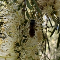 Lasioglossum (Chilalictus) bicingulatum at Murrumbateman, NSW - 4 Jan 2022 11:15 AM