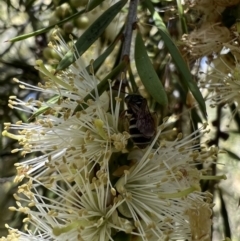 Lasioglossum (Chilalictus) bicingulatum at Murrumbateman, NSW - 4 Jan 2022 11:15 AM