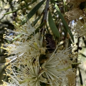 Lasioglossum (Chilalictus) bicingulatum at Murrumbateman, NSW - 4 Jan 2022 11:15 AM