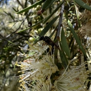 Lasioglossum (Chilalictus) bicingulatum at Murrumbateman, NSW - 4 Jan 2022 11:15 AM