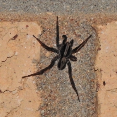 Venatrix pseudospeciosa (Wolf spider) at Wanniassa, ACT - 6 Jan 2022 by JohnBundock