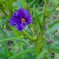 Solanum aviculare (Kangaroo Apple) at Yass River, NSW - 19 Nov 2021 by SenexRugosus