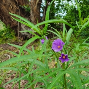 Solanum aviculare at Yass River, NSW - 19 Nov 2021 03:13 PM