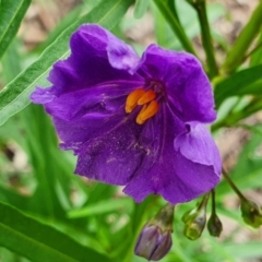 Solanum aviculare at Yass River, NSW - 19 Nov 2021