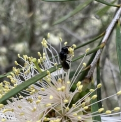 Hylaeus (Prosopisteron) minusculus (Hylaeine colletid bee) at Murrumbateman, NSW - 6 Jan 2022 by SimoneC