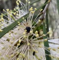 Hylaeus (Prosopisteron) minusculus at Murrumbateman, NSW - 6 Jan 2022