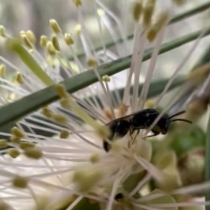 Hylaeus (Prosopisteron) minusculus at Murrumbateman, NSW - 6 Jan 2022