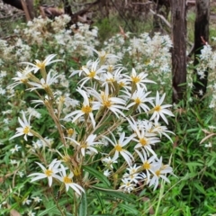 Olearia erubescens (Silky Daisybush) at Yass River, NSW - 13 Nov 2021 by SenexRugosus