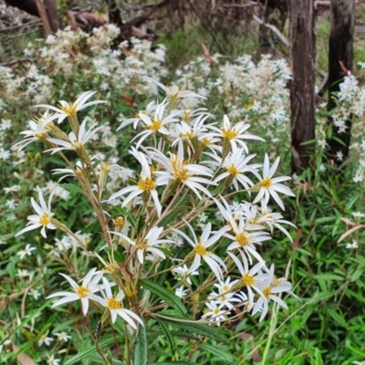 Olearia erubescens (Silky Daisybush) at Yass River, NSW - 13 Nov 2021 by SenexRugosus