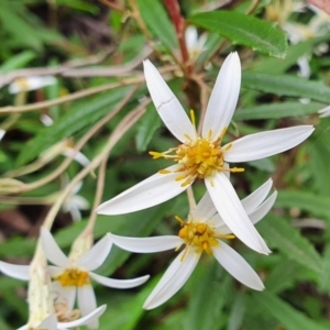 Olearia erubescens at Yass River, NSW - 14 Nov 2021 10:53 AM