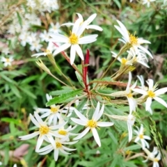 Olearia erubescens at Yass River, NSW - 14 Nov 2021 10:53 AM