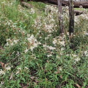 Olearia erubescens at Yass River, NSW - 14 Nov 2021 10:53 AM