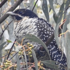 Eudynamys orientalis (Pacific Koel) at Lions Youth Haven - Westwood Farm A.C.T. - 6 Jan 2022 by HelenCross