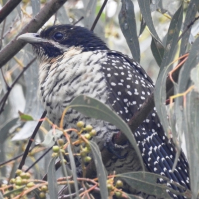 Eudynamys orientalis (Pacific Koel) at Lions Youth Haven - Westwood Farm A.C.T. - 6 Jan 2022 by HelenCross