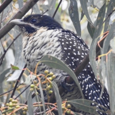 Eudynamys orientalis (Pacific Koel) at Kambah, ACT - 6 Jan 2022 by HelenCross