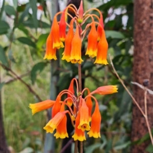 Blandfordia nobilis at Jerrawangala, NSW - 6 Jan 2022