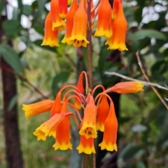 Blandfordia nobilis at Jerrawangala, NSW - 6 Jan 2022