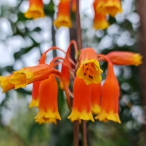 Blandfordia nobilis at Jerrawangala, NSW - 6 Jan 2022
