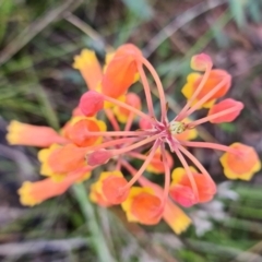 Blandfordia nobilis at Jerrawangala, NSW - 6 Jan 2022