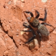 Maratus griseus (Jumping spider) at Kambah, ACT - 5 Jan 2022 by HelenCross