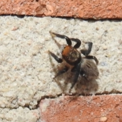 Maratus griseus at Kambah, ACT - suppressed