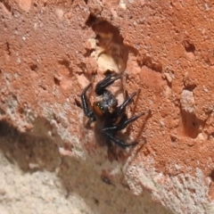 Maratus griseus at Kambah, ACT - suppressed