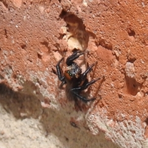 Maratus griseus at Kambah, ACT - 6 Jan 2022