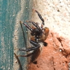 Maratus griseus at Kambah, ACT - 6 Jan 2022