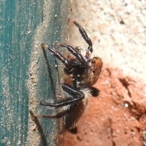 Maratus griseus at Kambah, ACT - 6 Jan 2022