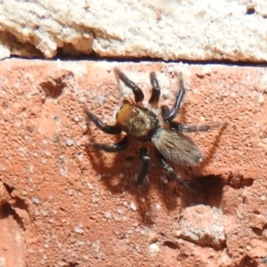 Maratus griseus at Kambah, ACT - suppressed