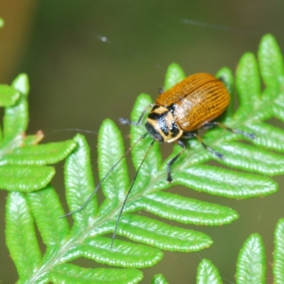 Cadmus (Cadmus) aurantiacus (Leaf beetle) at Uriarra, NSW - 28 Dec 2021 by Harrisi