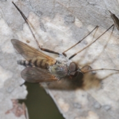 Ectenopsis sp. (March fly) at Uriarra, NSW - 28 Dec 2021 by Harrisi