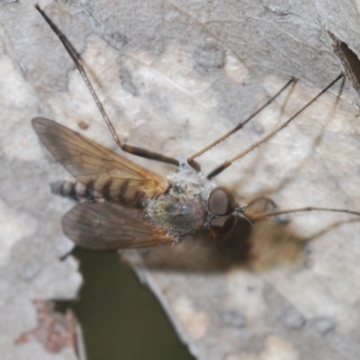 Ectenopsis sp. (March fly) at Brindabella National Park - 28 Dec 2021 by Harrisi