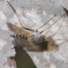 Unidentified True fly (Diptera) (TBC) at Uriarra, NSW - 28 Dec 2021 by Harrisi