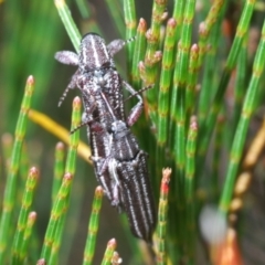 Rhinotia regalis (A belid weevil) at QPRC LGA - 30 Dec 2021 by Harrisi