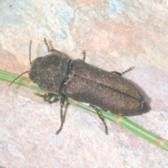 Dinocephalia thoracica (A jewel beetle) at Wyanbene, NSW - 30 Dec 2021 by Harrisi