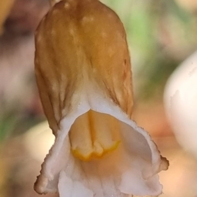 Gastrodia sesamoides (Cinnamon Bells) at Tinderry Mountains - 28 Dec 2021 by TinderryJulie