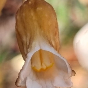 Gastrodia sesamoides at Tinderry, NSW - 28 Dec 2021