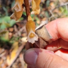 Gastrodia sesamoides at Tinderry, NSW - 28 Dec 2021